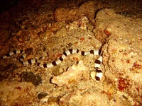 marsa-alam-2007-62