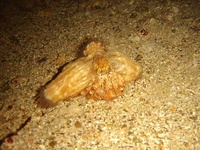 marsa-alam-2007-58