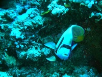 marsa-alam-2007-41